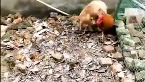 CHICKEN VS DOG FIGHTING