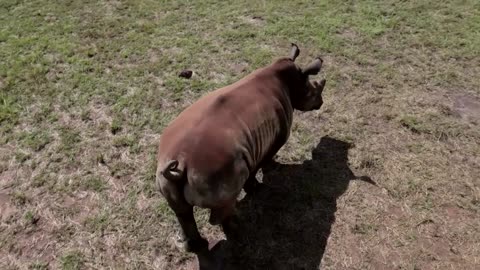 White rhinos return to Congo national park