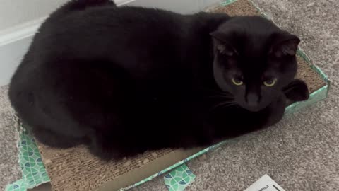 Adopting a Cat from a Shelter Vlog - Cute Precious Piper Takes a Tuffet Break in the Office