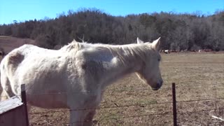 Horses in Field