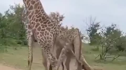 Two Giraffes Doing Yoga #shorts #viral #shortsvideo #video