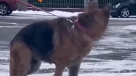 Humanity in display as an abandon dog got help and the transformation is adorable