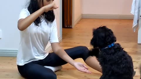 Girl Training dog to shake hands