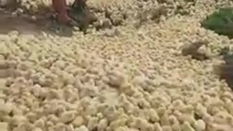 Thousands of chickens coming out of the ground