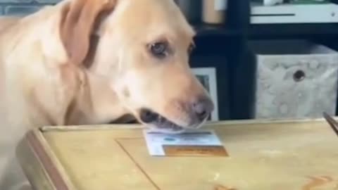 Funny dog compilation 😂😂