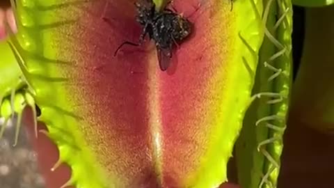 Cool Venus Fly Trap trapping dinner