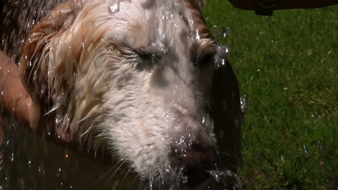 Washing the Sweet Dog