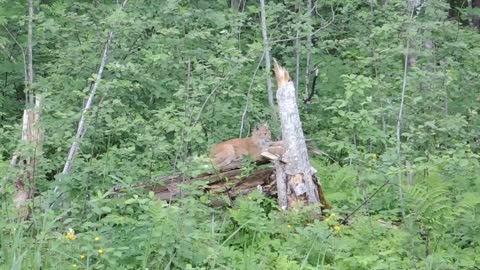 Wild Lynx casually observes road construction