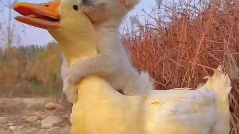 Cute viral dog and duck(#subscribe)