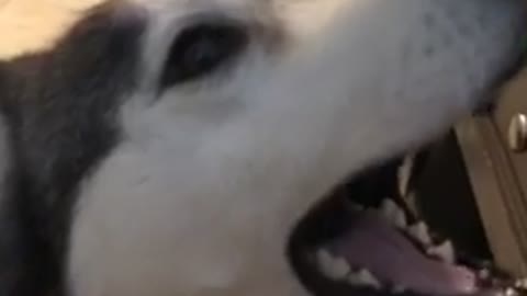 Screaming husky throws insane temper tantrum