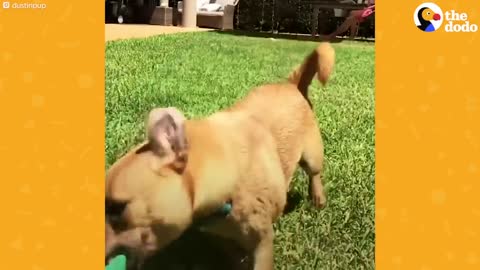 This Dog Scoots And "Sploots" Every Morning | The Dodo