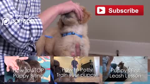 3 Easy Things to Teach your NEW PUPPY!