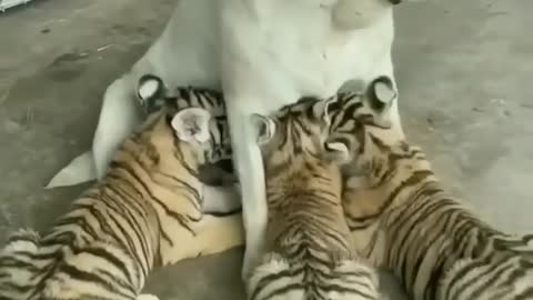 Little Tiger feeded by dog, iam not your mother