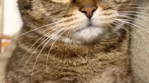 Beautiful cat 🐈 trending video