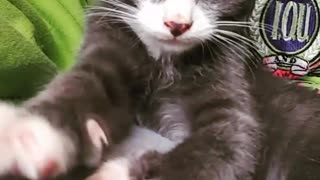 Rescue kitten making biscuits