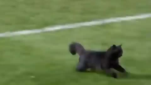 Black cat runs on field AND SCORES A GOAL