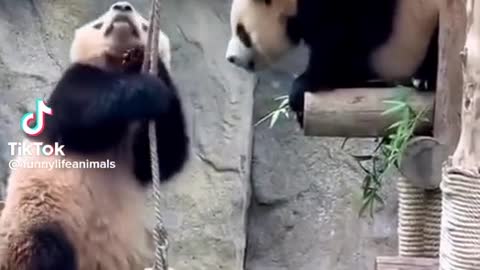 Animals funny videos