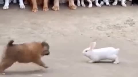 Dog and cat fight 😂 funny clip