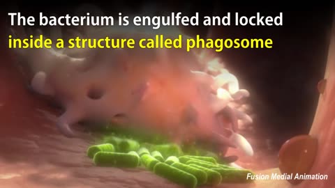 Immune Cells Eating Bacteria (Phagocytosis)