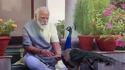 Precious moments_ PM Modi feeding peacocks at his residence