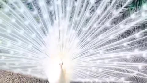 Very beautiful white peacock.#peacock #scenery #fyp #foryou