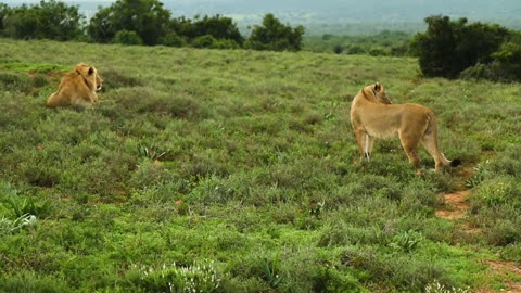 Beautiful animal Lion and lionees in beautiful view