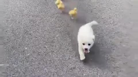 Funny Animals 🥰Cute and Smart 🐕 Dog plays with Ducks