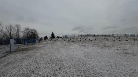 Mooney's Bay Geese....