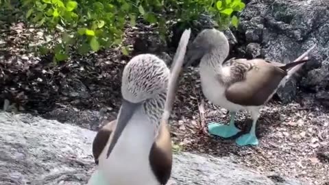 Blue footed booby showing his new shoes.. 😅