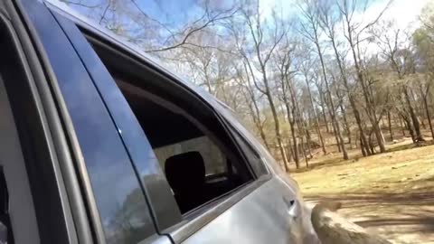 This girl was feeding the animal, by mistake the animal's horn hit the girl's head and feet.