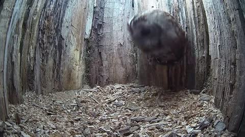 Tawny Owl Luna's Tragic Loss Has a Happy Ending🦉