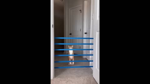 amazing cat jump with very high reach