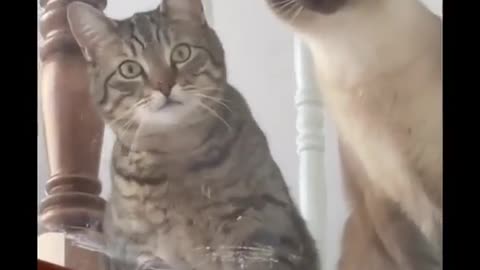 Cat Watching Dog Lover Funny Video