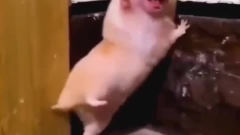 Funny cat and rat 🐀😹🐈