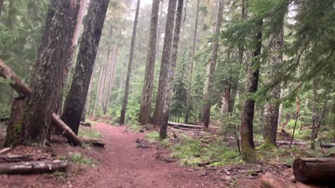 Oregon – Mount Hood National Forest – Exploring the Classic Old Growth Forest – 4K