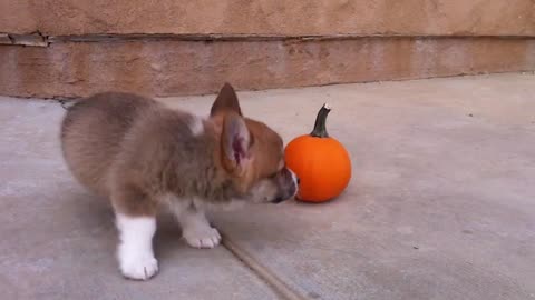 Corgi Puppy Meets Unexpected Foe