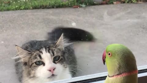 Interesting conversation between parrot and cat.