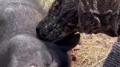 How a cow snake tries to eat a pig