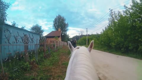 White horse walking along the fence at pathway