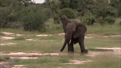 Buffalo vs Lion Pride - Elephant Became Hero After Save Buffalo From Lion Hunt