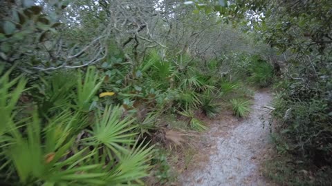 Grayton Beach Canopy Hike