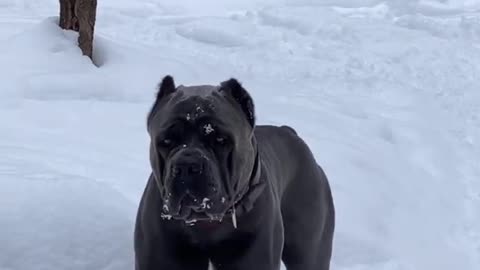 Cane Corso Winter Hike 🐶