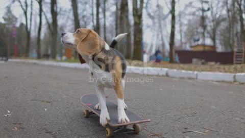 The Cute Is Learning to Skateboard