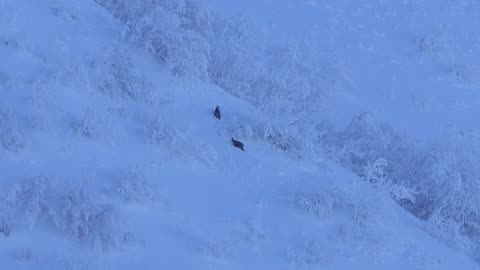 Deer in deep snow climbing mountains.