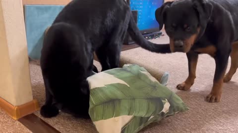 How the panther Luna and rottweiler Venza react to the cat- Luna loves smoked ribs