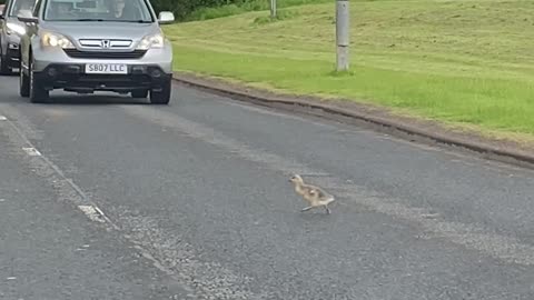 Geese and Goslings Make a Crossing