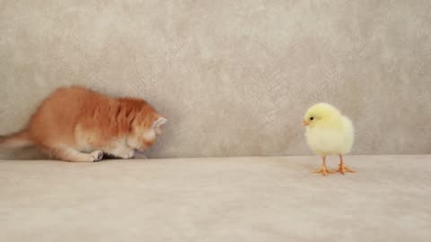 Kittens walk with a tiny chicken