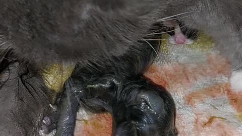 Cat giving birth to 4 kittens