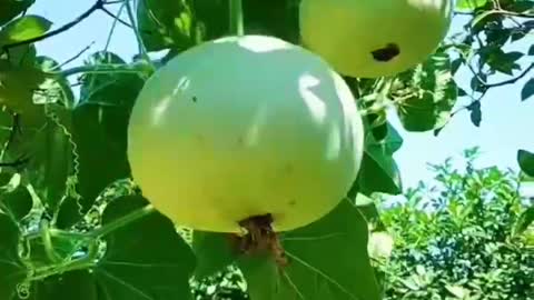 Big fruit, haven't seen it, garden, vegetable garden