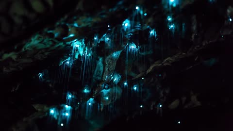 WAITOMO GLOWWORM CAVES NEW ZEALAND 🇳🇿